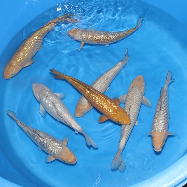 Nisai GR Soragoi, GR Chagoi Mix